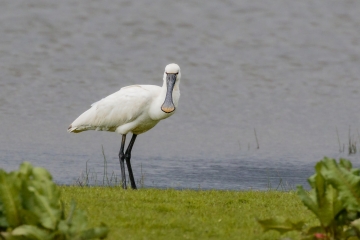 Spoonbill Visit